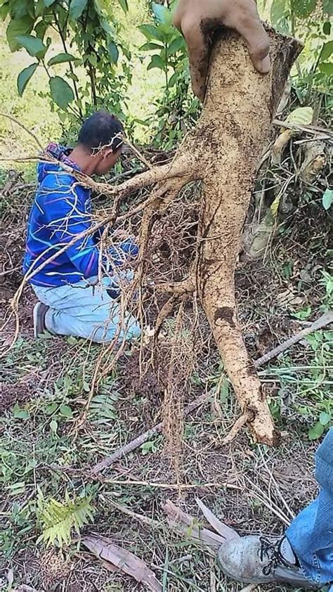 lipang kalabaw alingatong tree|Alingatong Plant Benefits .